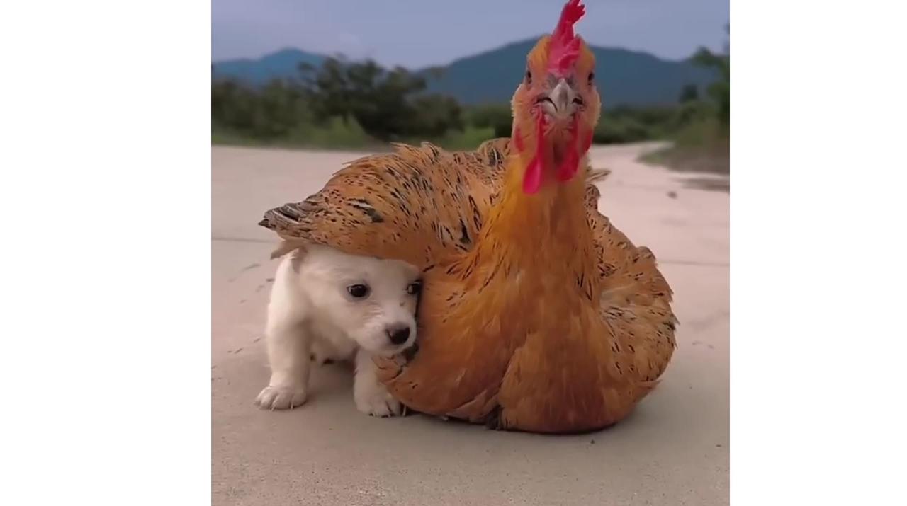 When the weather gets cold, dog seek out their mother chicken to keep them warm