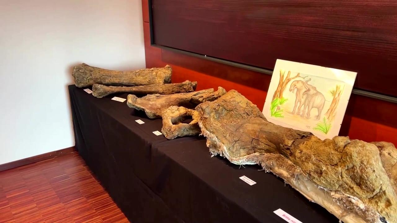 German students find prehistoric elephant bones