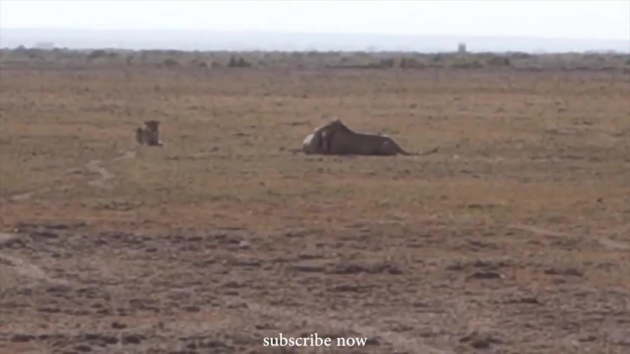 Lion vs Lion Fight for Territory Two Lions Fighting