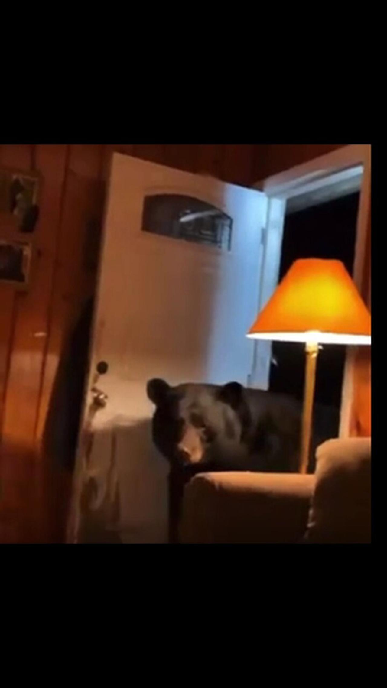Black Bear Steals Woman's Vacuum Cleaner