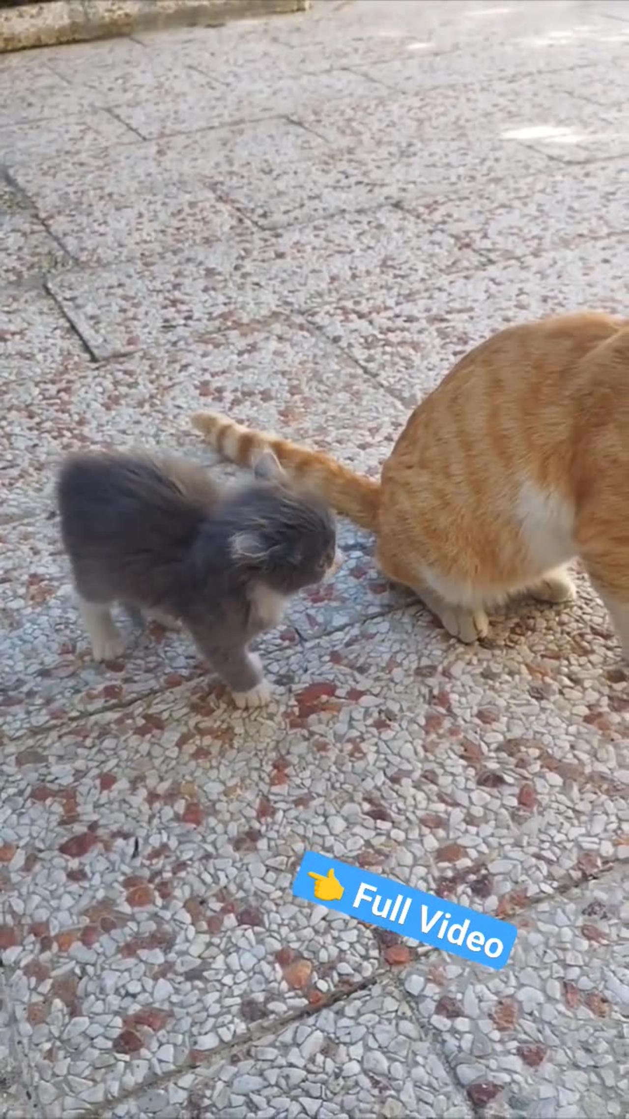 Kittens reaction to Garfield, their papa cat