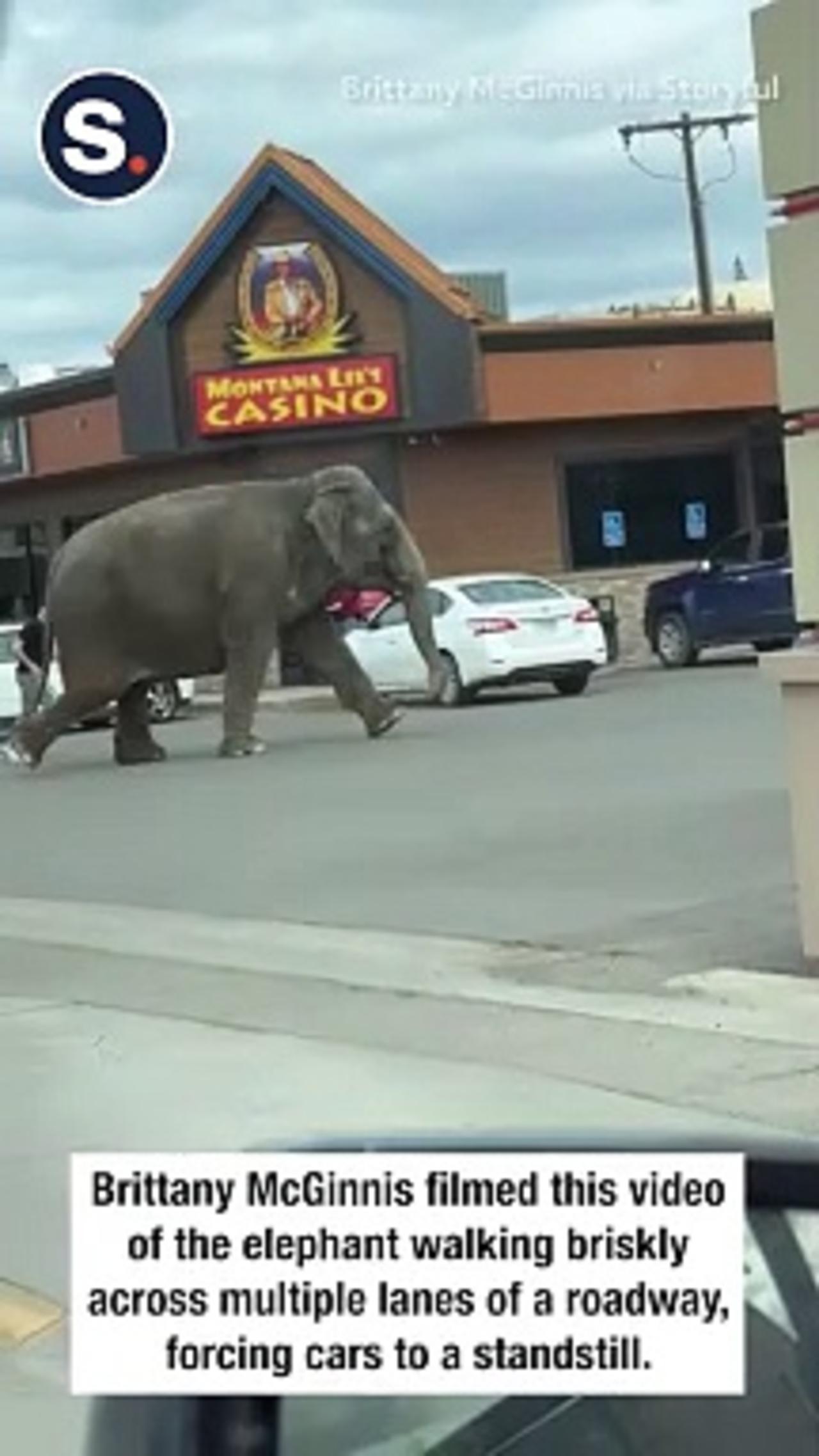 Elephant Stops Traffic in Butte After Escaping Circus