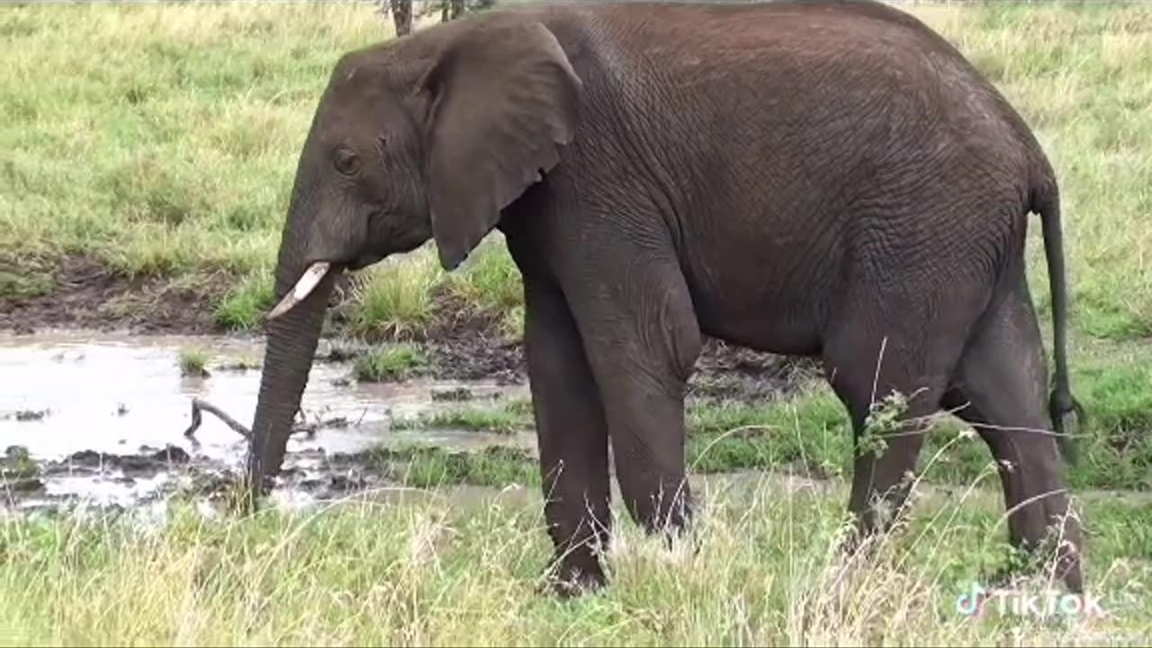 Elephants in African (wild Safari)
