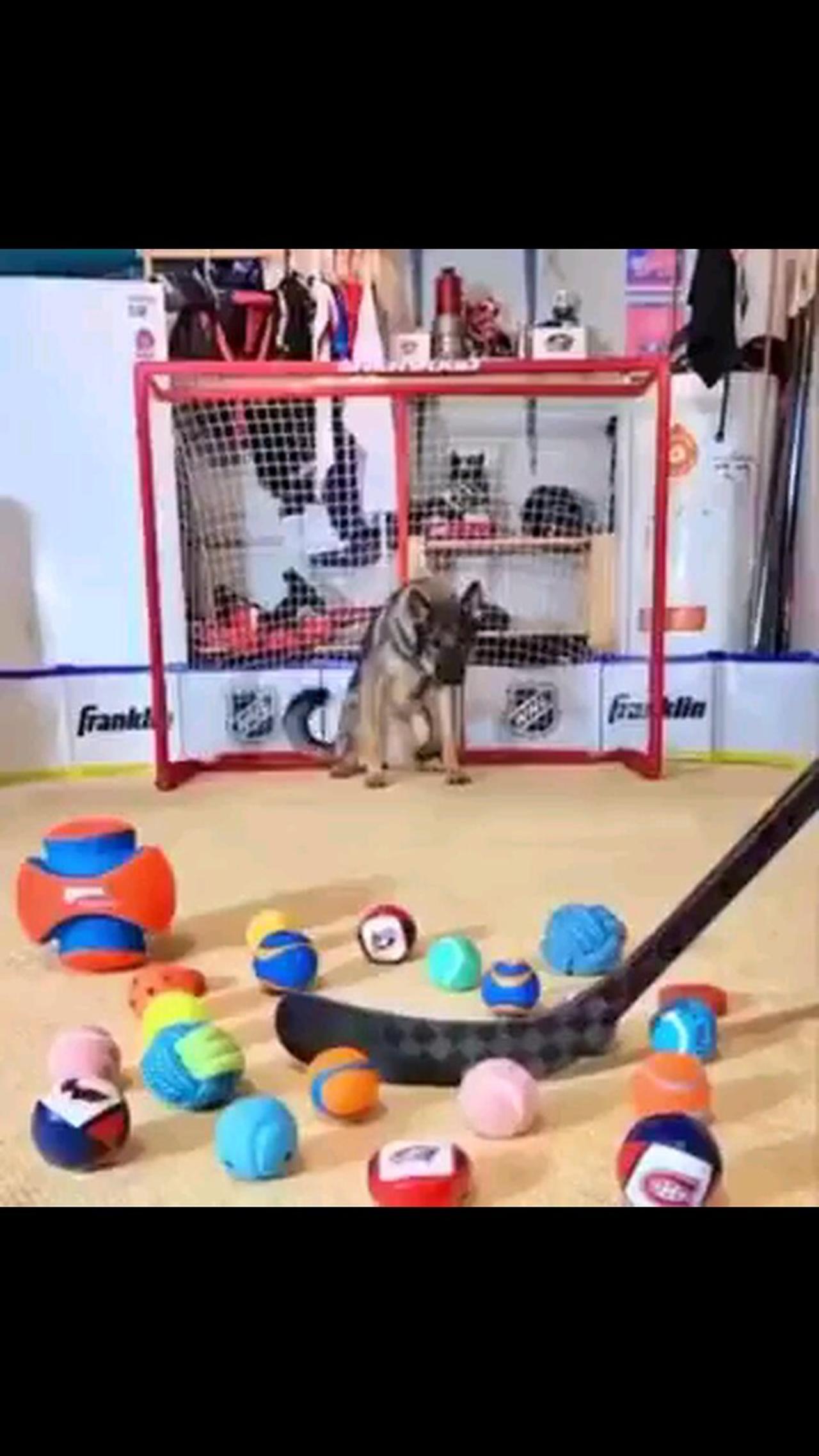 Goalkeeper Dog