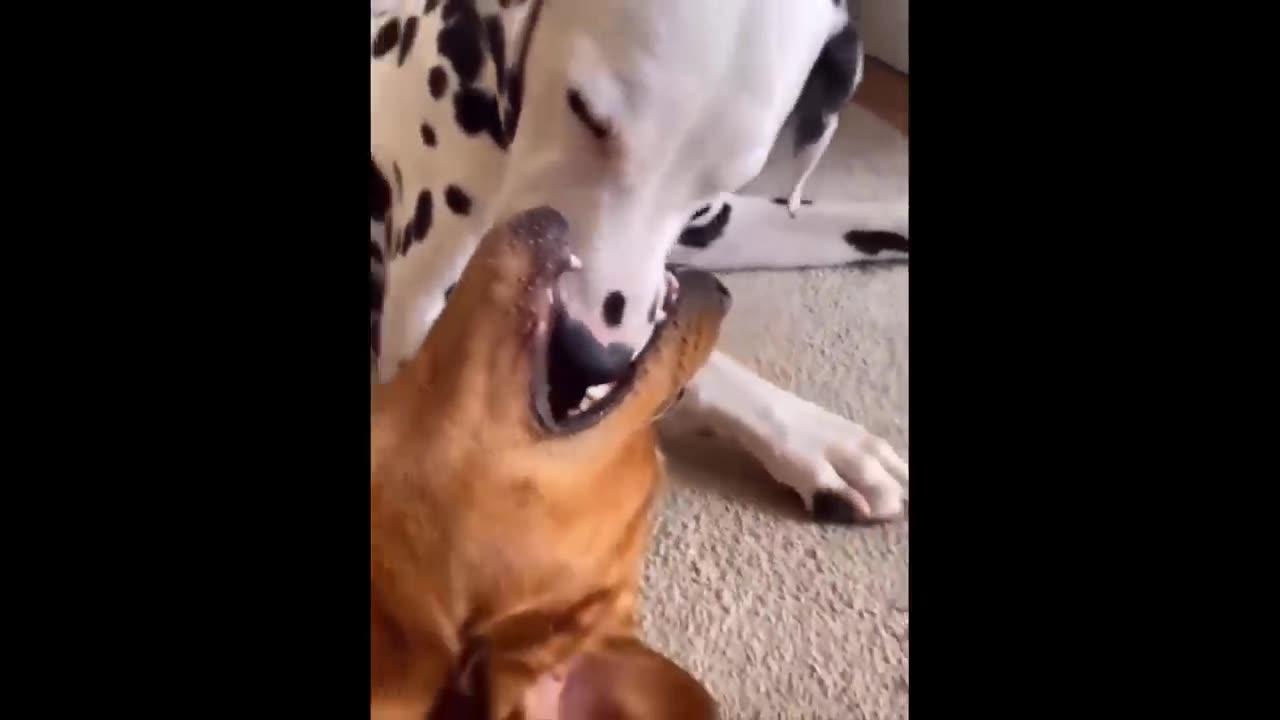 Funniest Cats And Dogs Videos 😁 - Best Funny Animal Videos