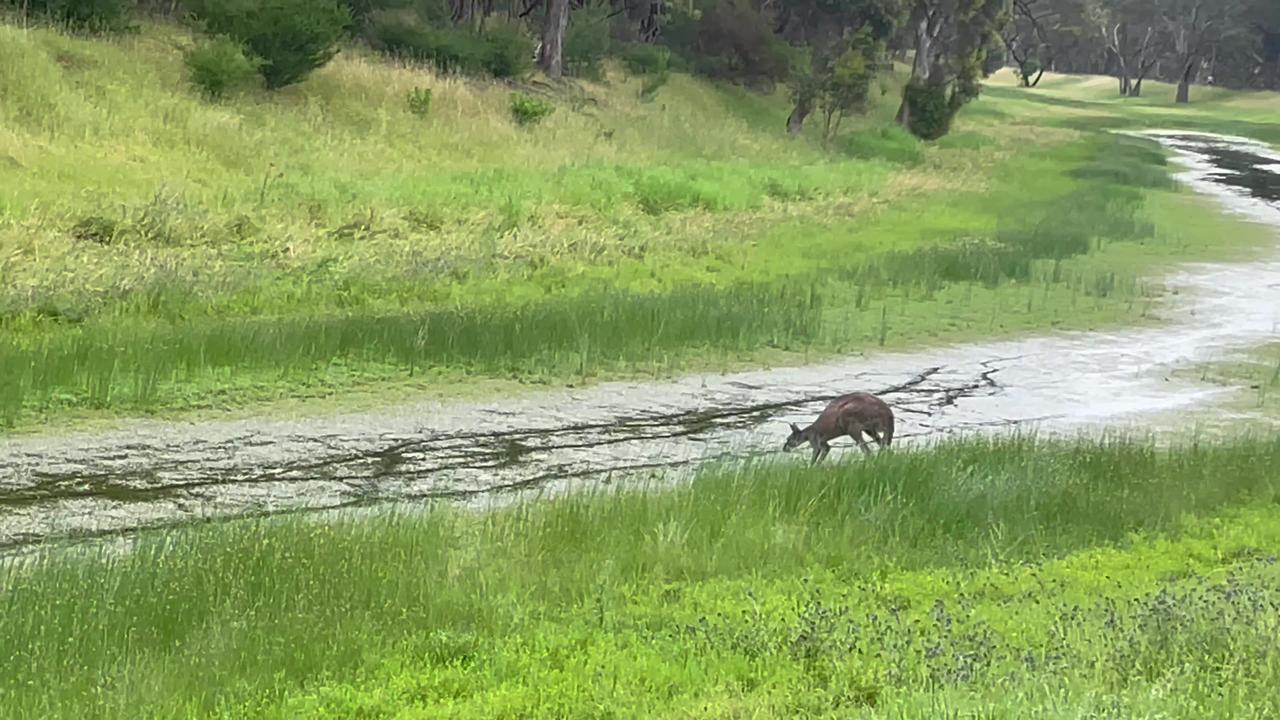 Leaping Kangaroo