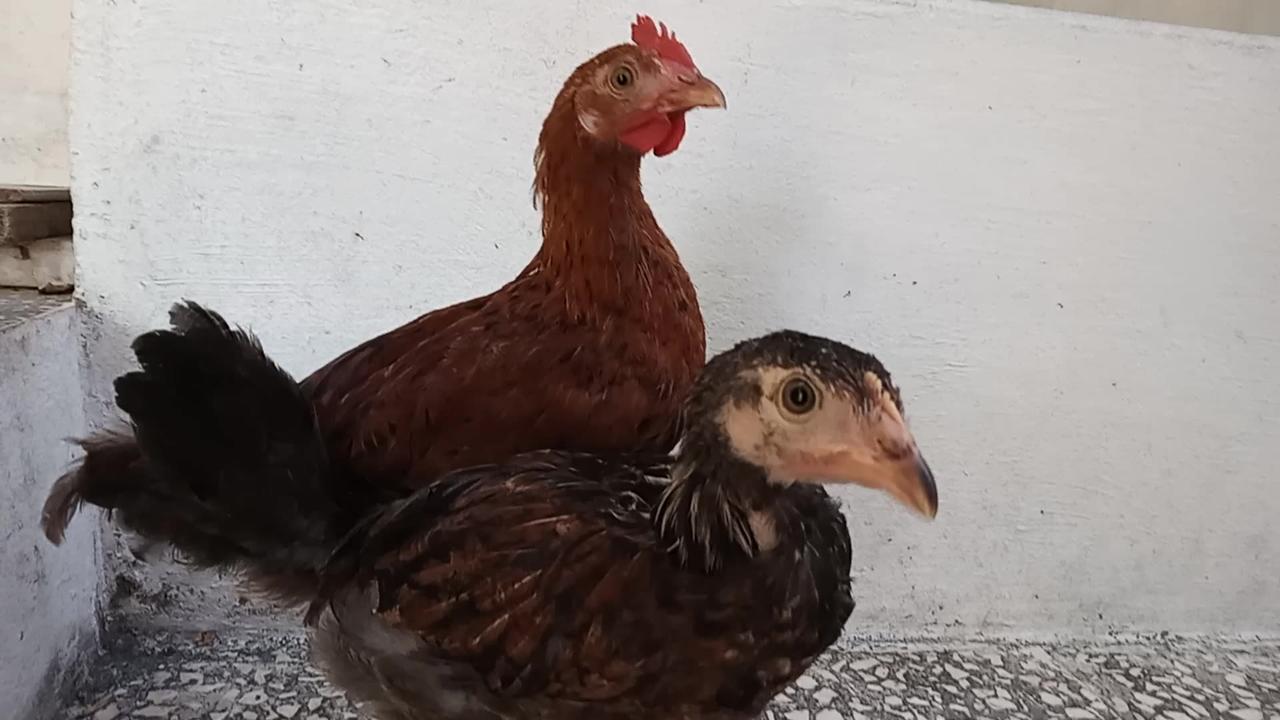 Lovely chickens