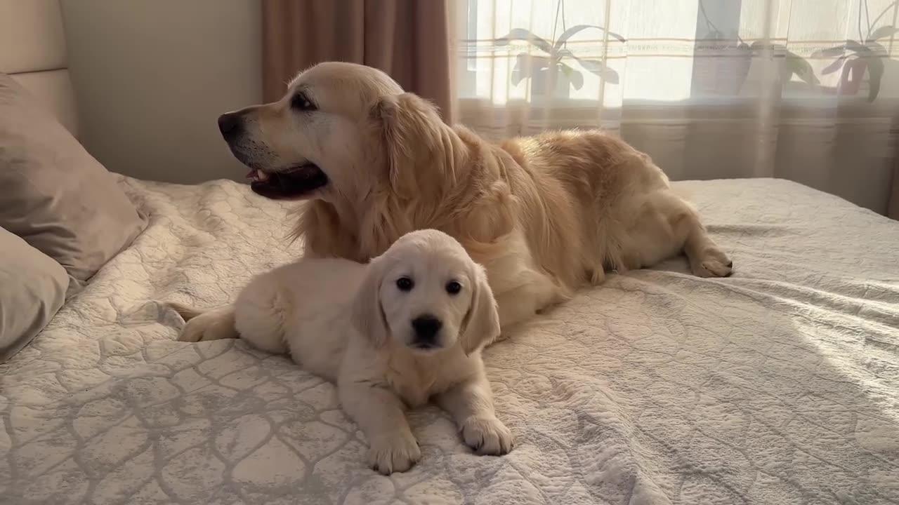 What does a Puppy do when a Golden Retriever ignores him