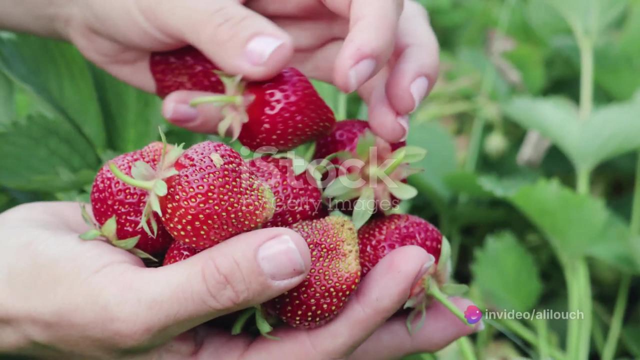 Strawberries: A Woman's Secret to Health and Longevity