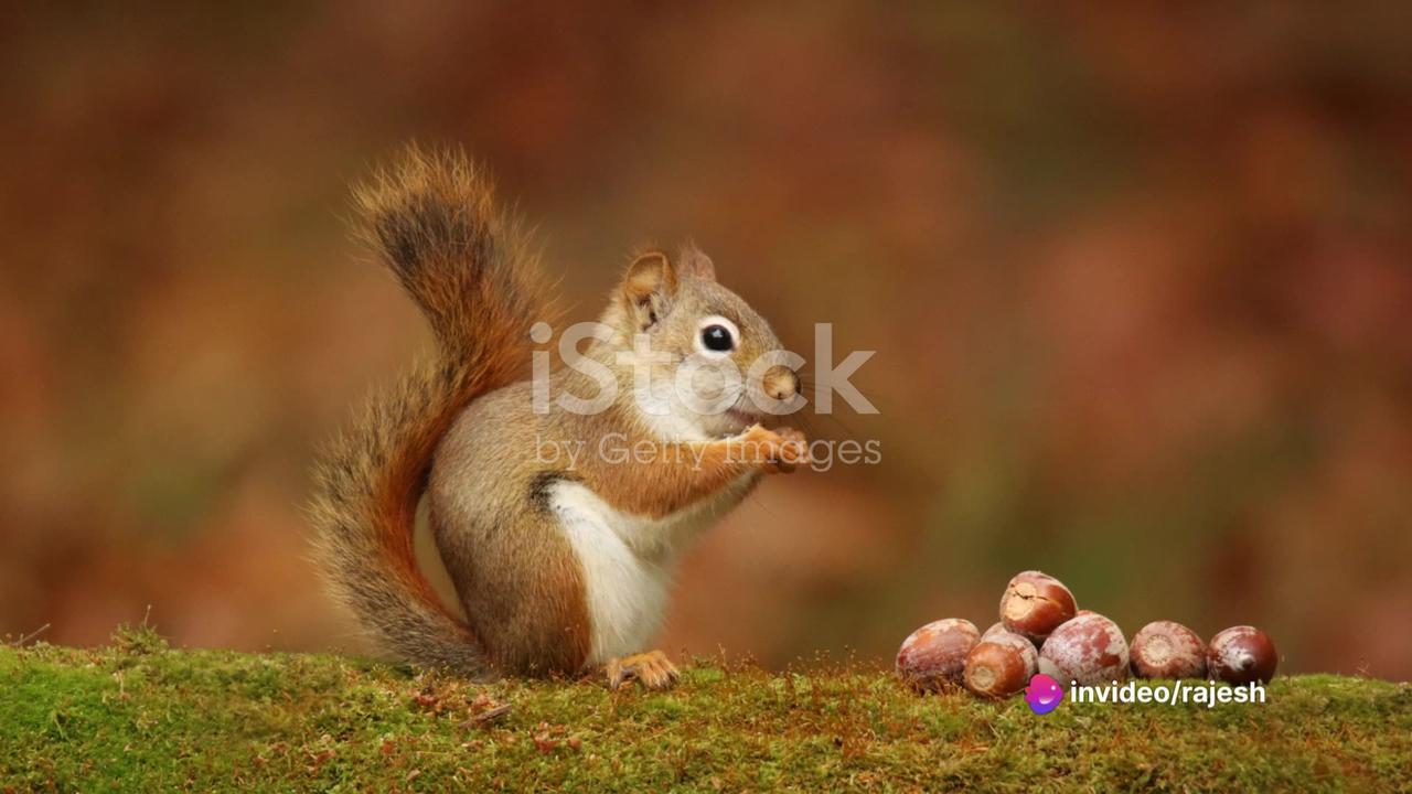 Patience Pays Off Better Than Acorns! - One News Page VIDEO