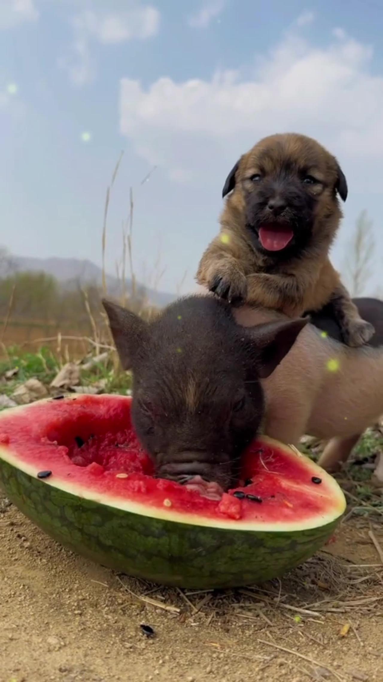 Cute little pig eating watermelon