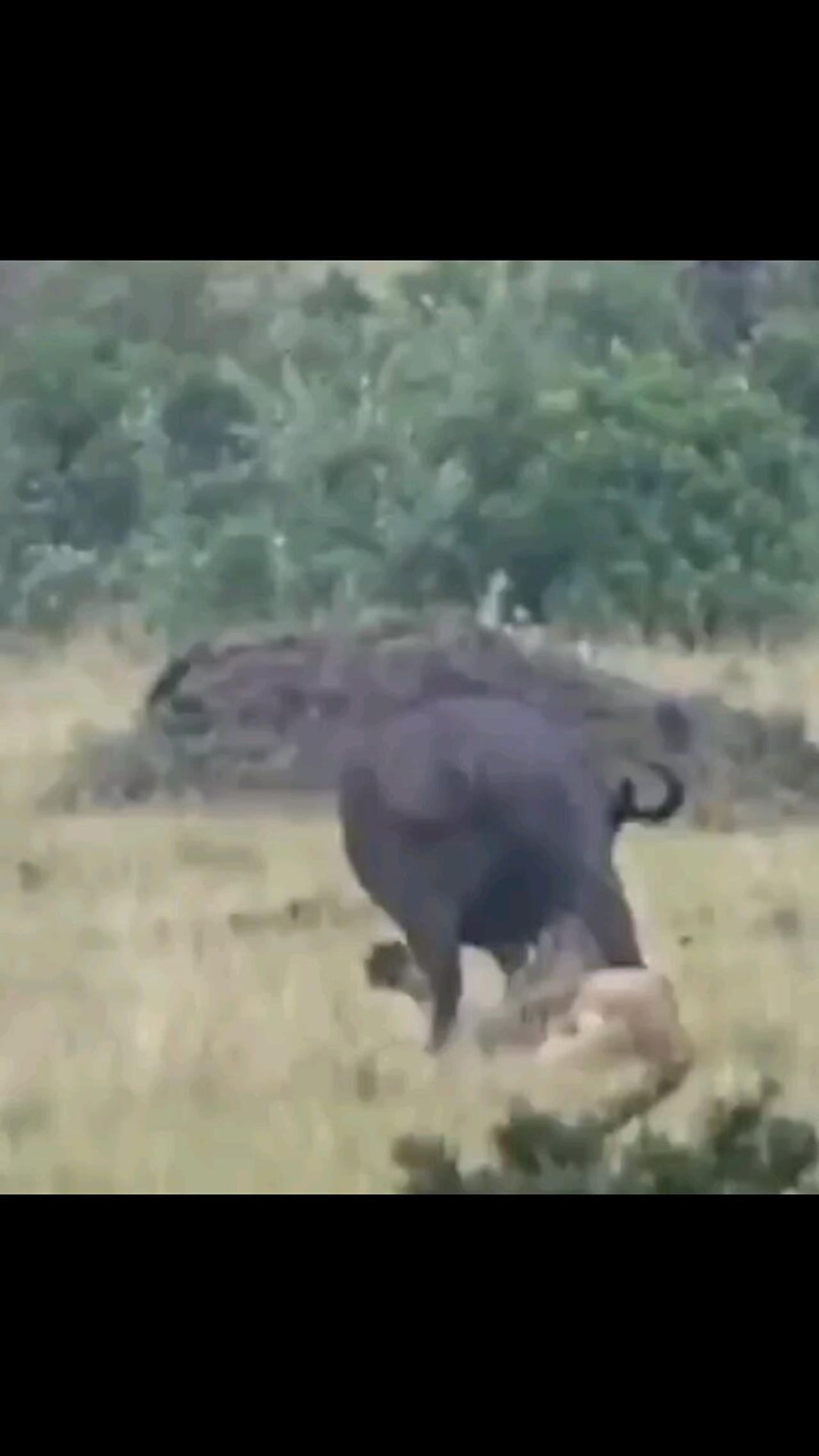 Lion Catch Buffalo Leg