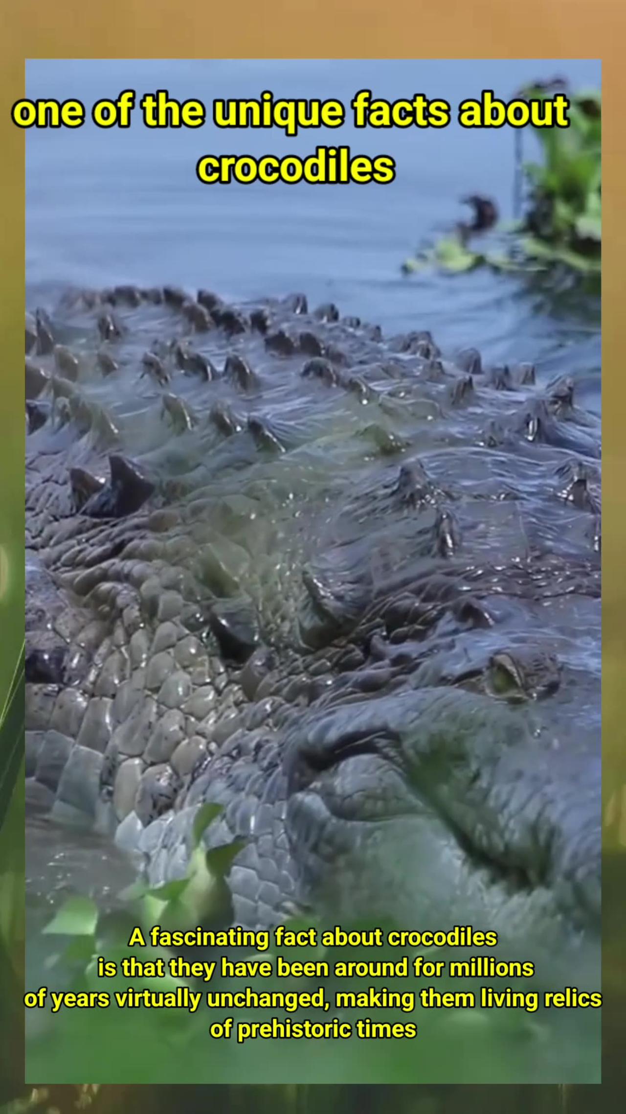 one of the unique facts about crocodiles