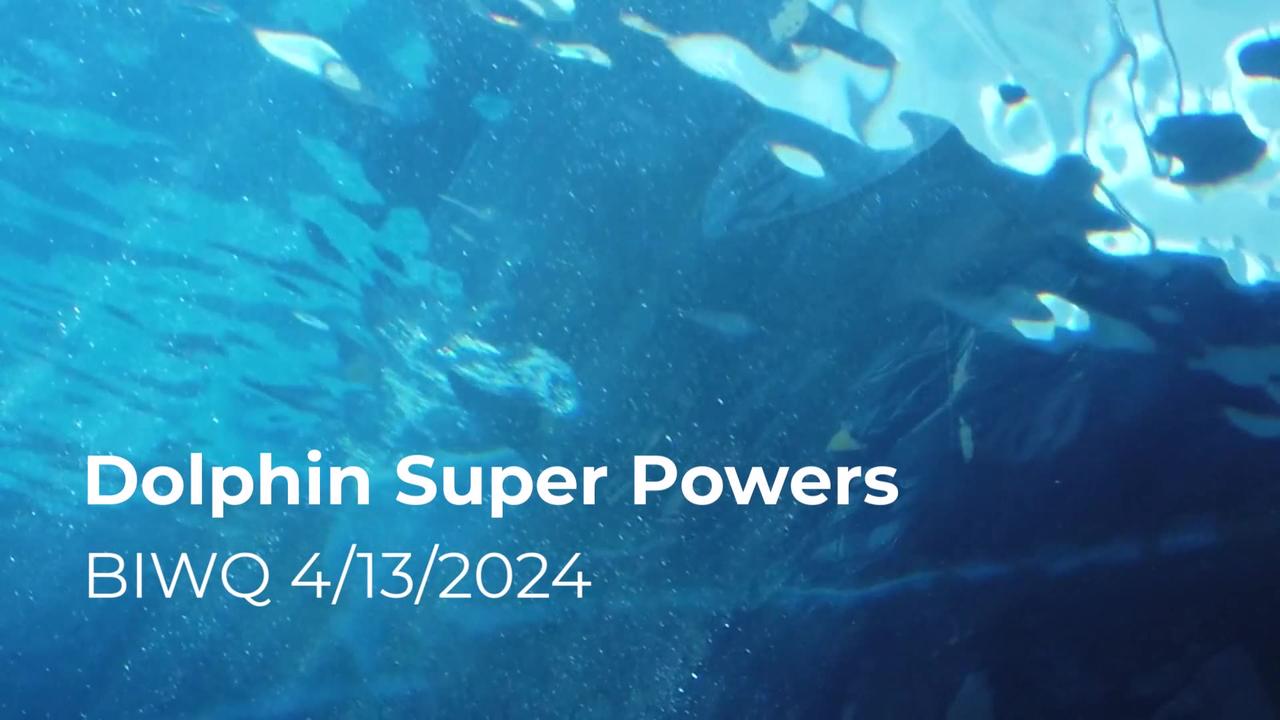 Dolphin Super Powers 4/13/2024