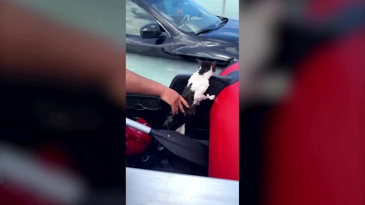 Police rescue cat clinging to car door in Dubai flooding