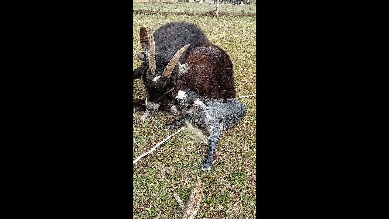 Baby goat was just born
