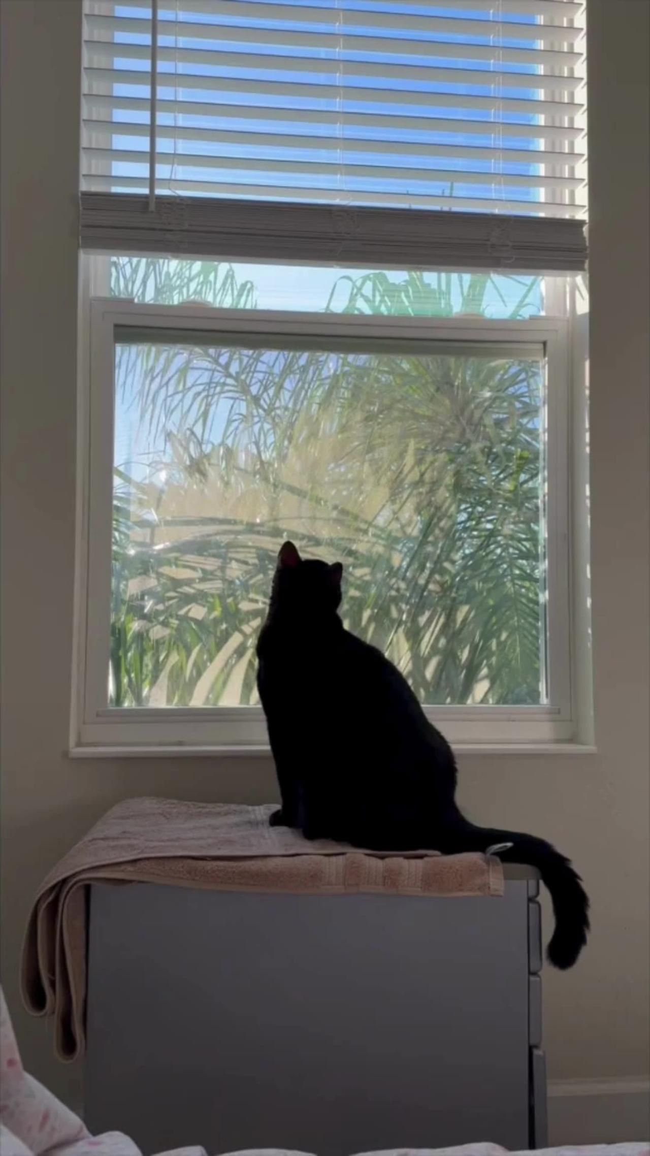 Adopting a Cat from a Shelter Vlog - Cute Precious Piper Sees a Threat Outside Her Window #shorts