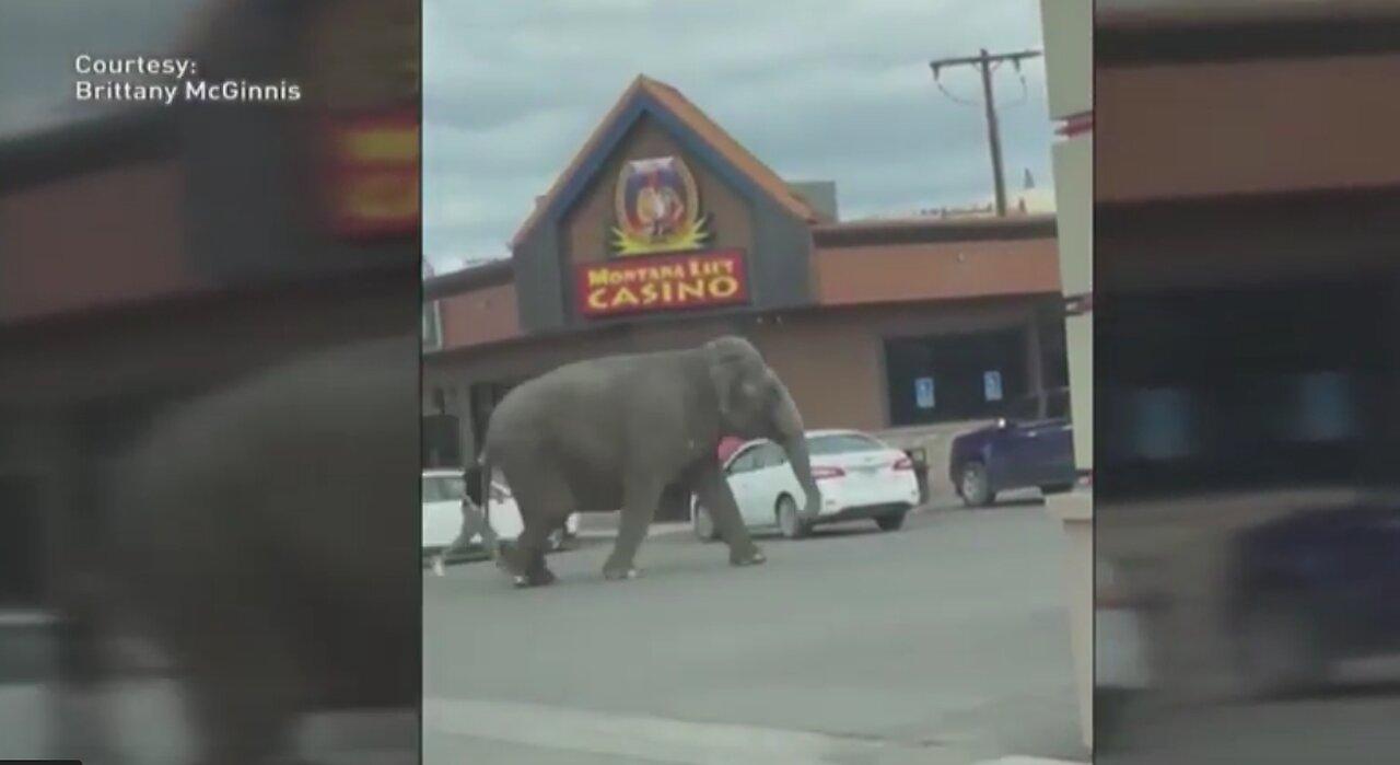 Elephant escapes handlers, halts traffic in Montana