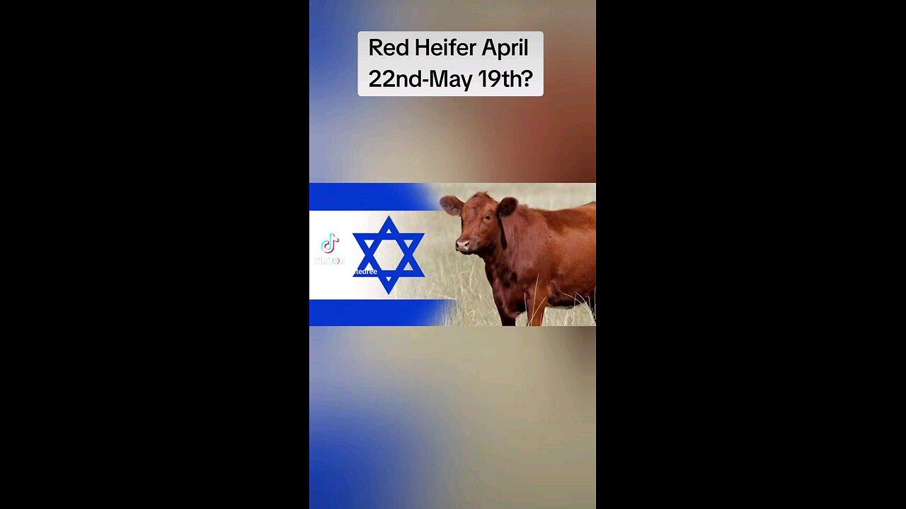 Red Heifer Update April-May 2024