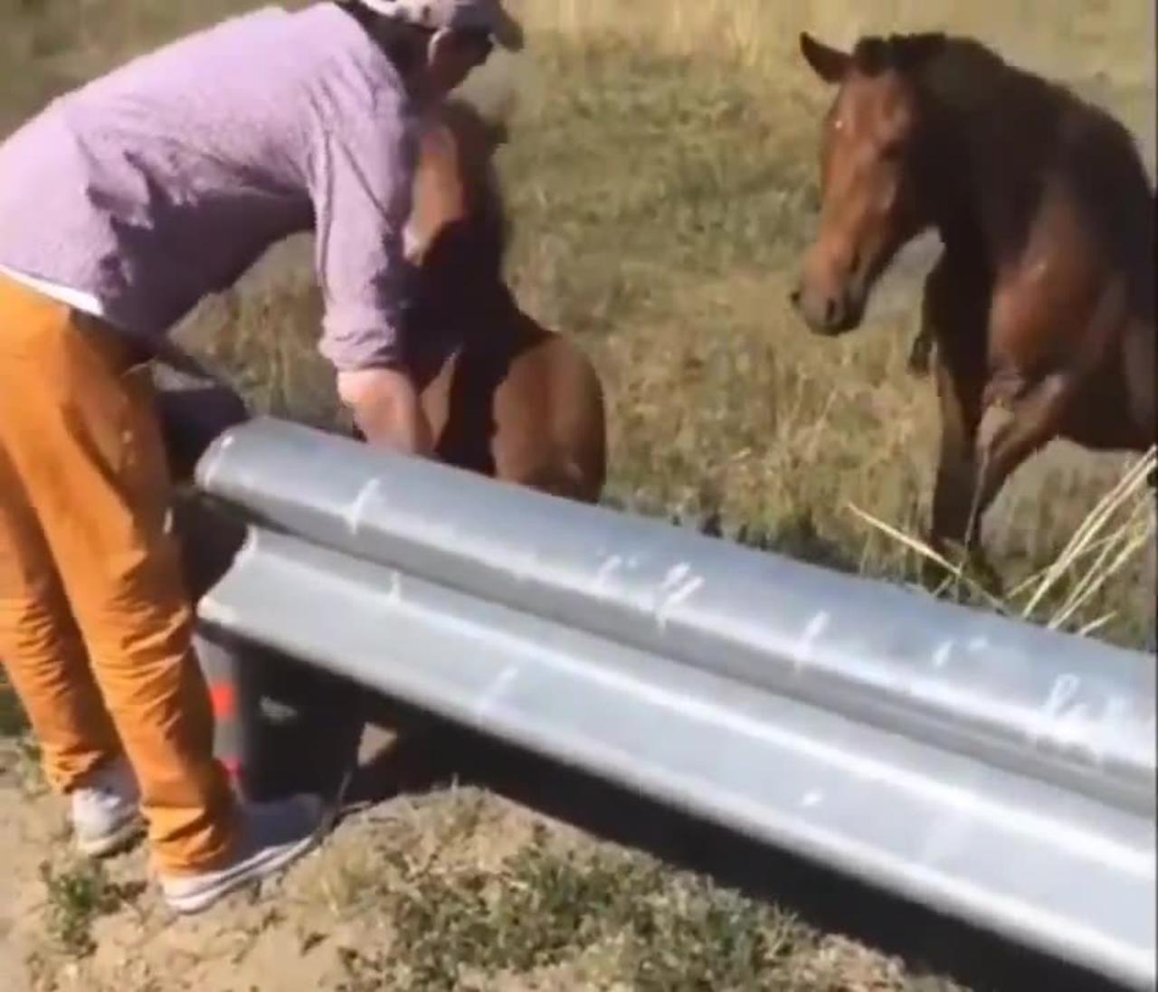 Good Guy helps a foal to get back to his family. ❤️