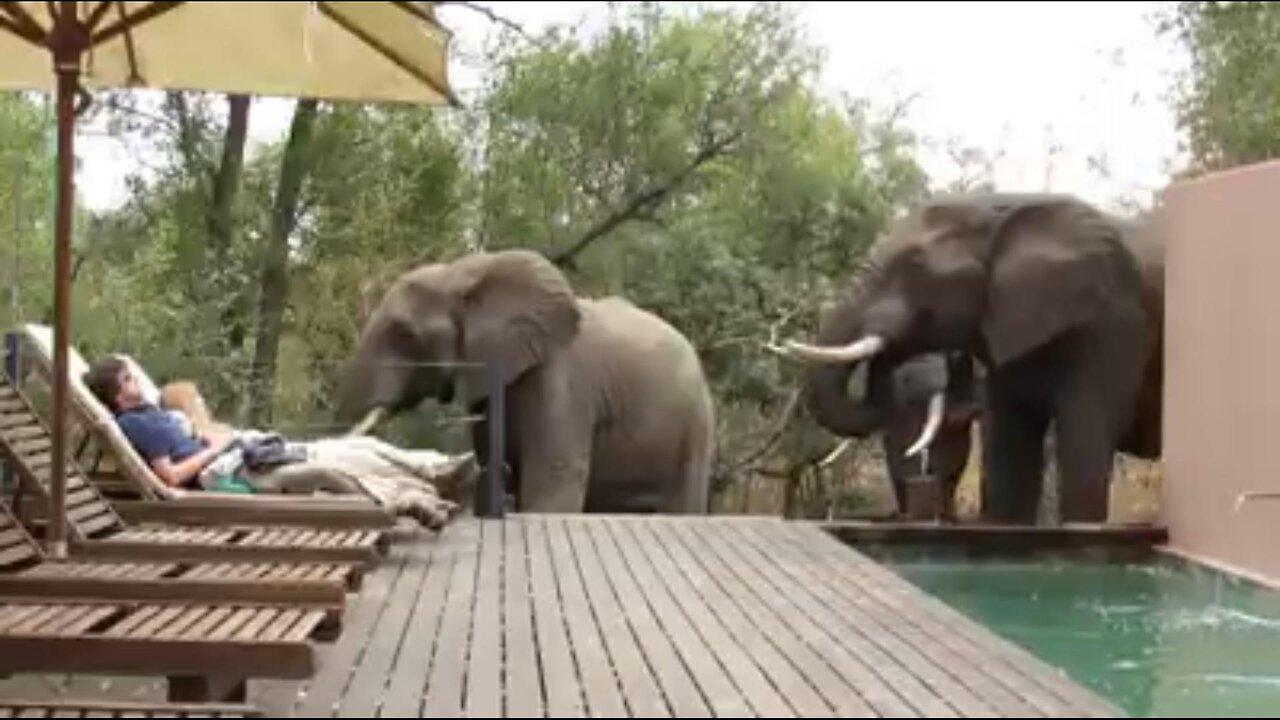 Safari tourists are fast asleep while elephants drink from pool