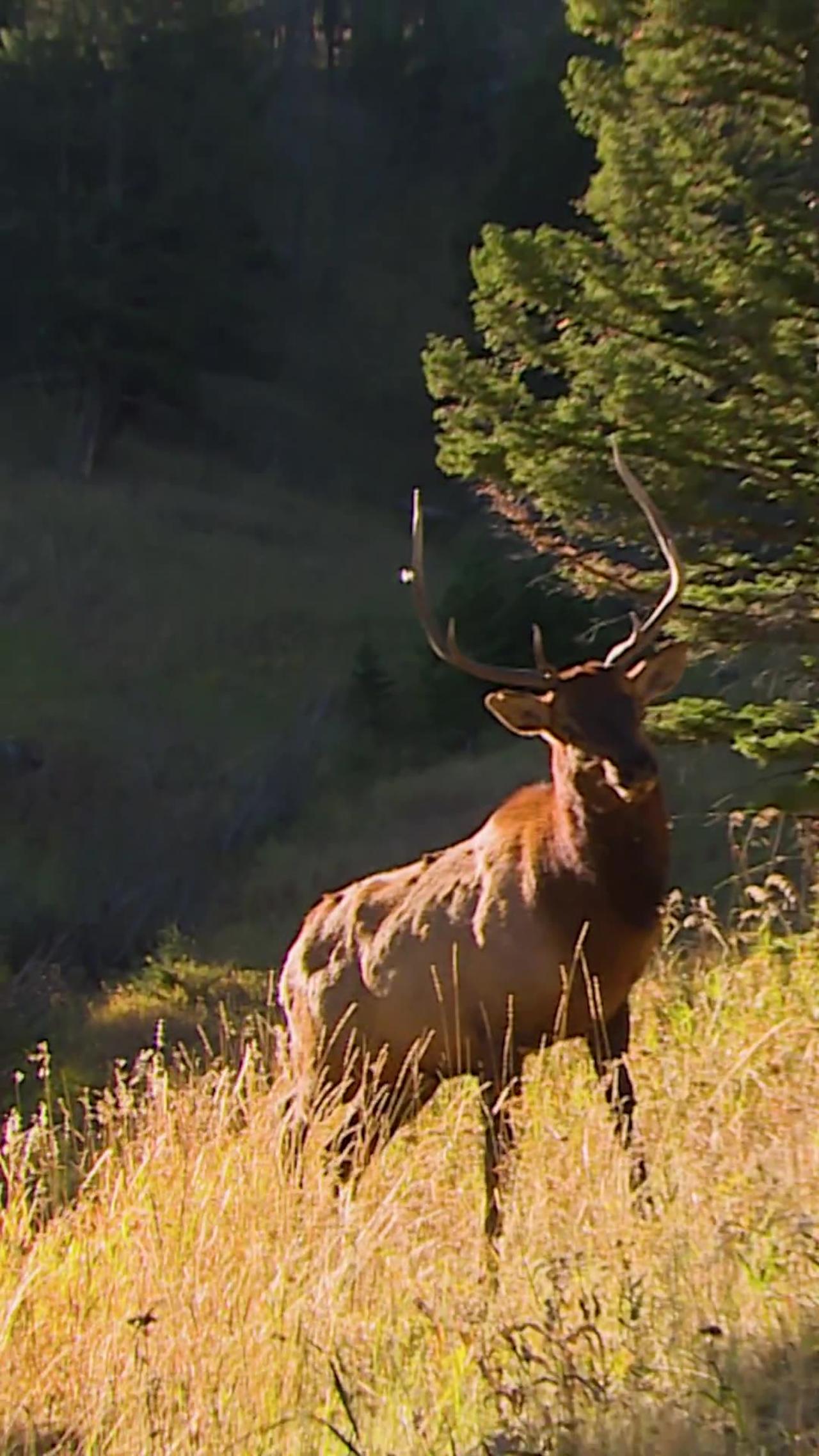 Have you ever been this close to a bugle before? What has been your closest encounter with elk?