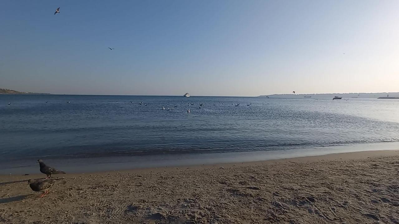Sea nature and birds on the beach