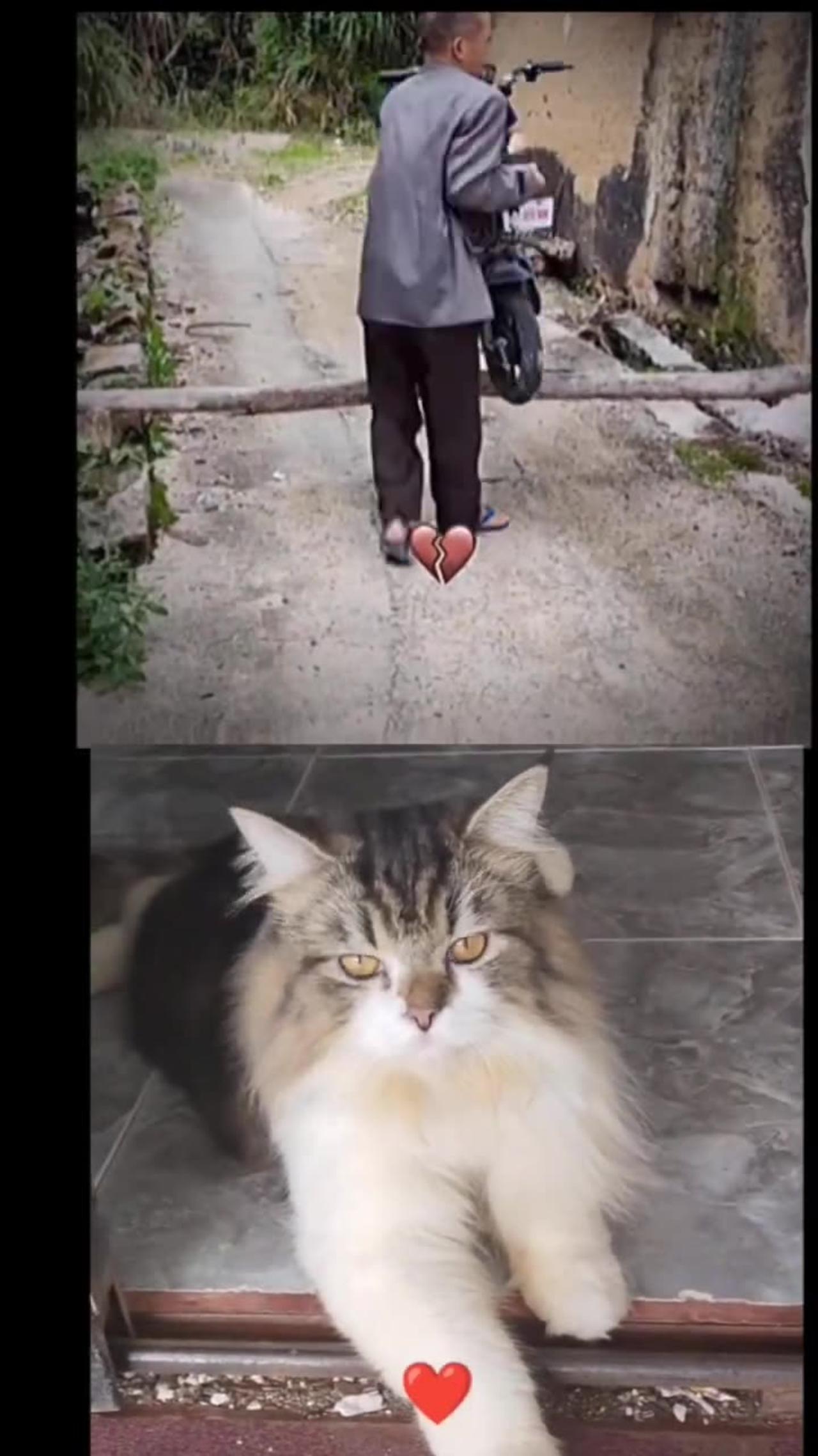 what kind of help #funny #cat #memes #humor #мемы #trending #trendingshorts #shortvideo #shorts