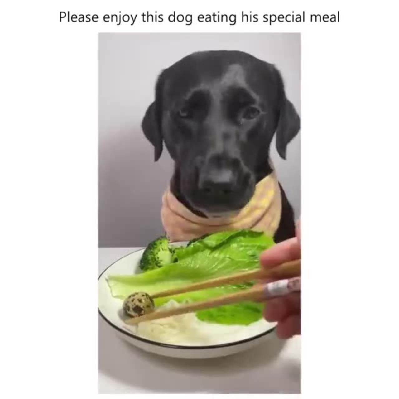 What Makes This Dog's Meal So Special?