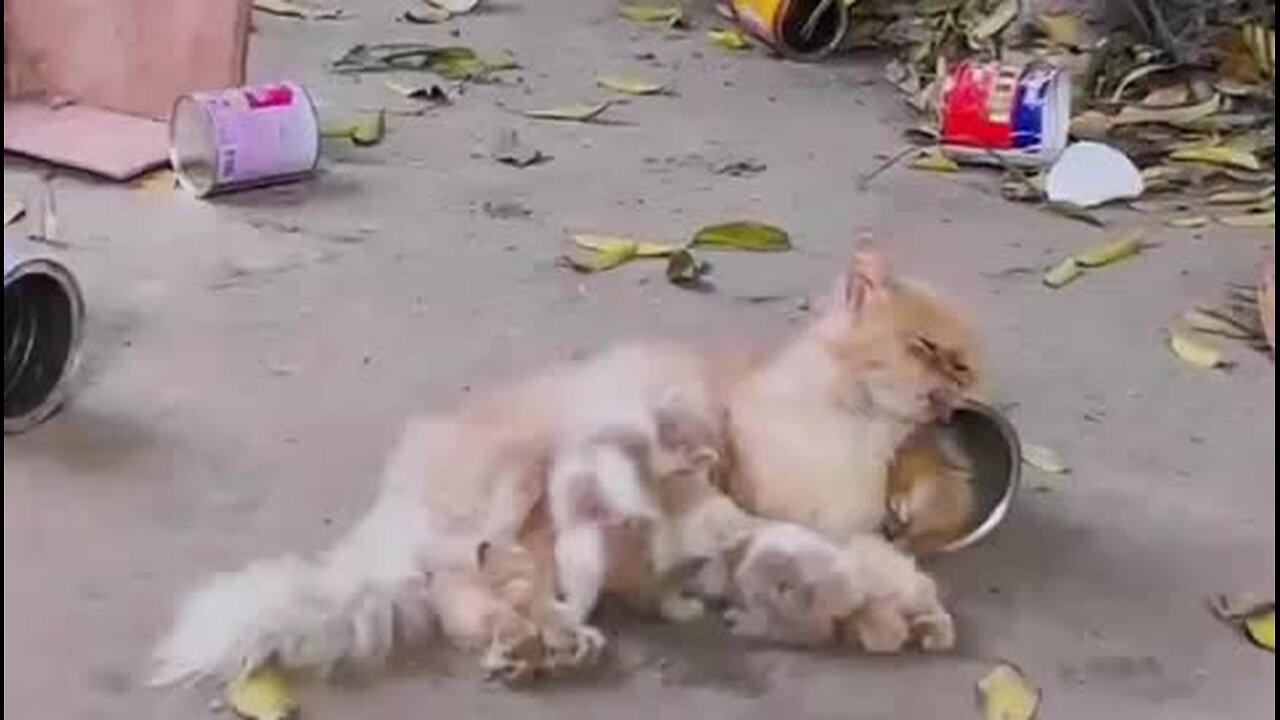 A cat and her kittens were rescued