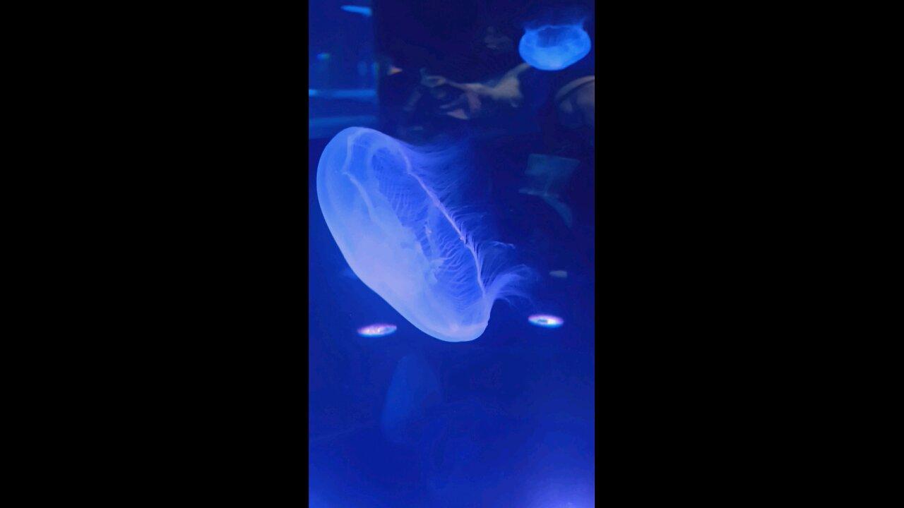 Jellyfish Fields #MoodyGardensTx 🪼