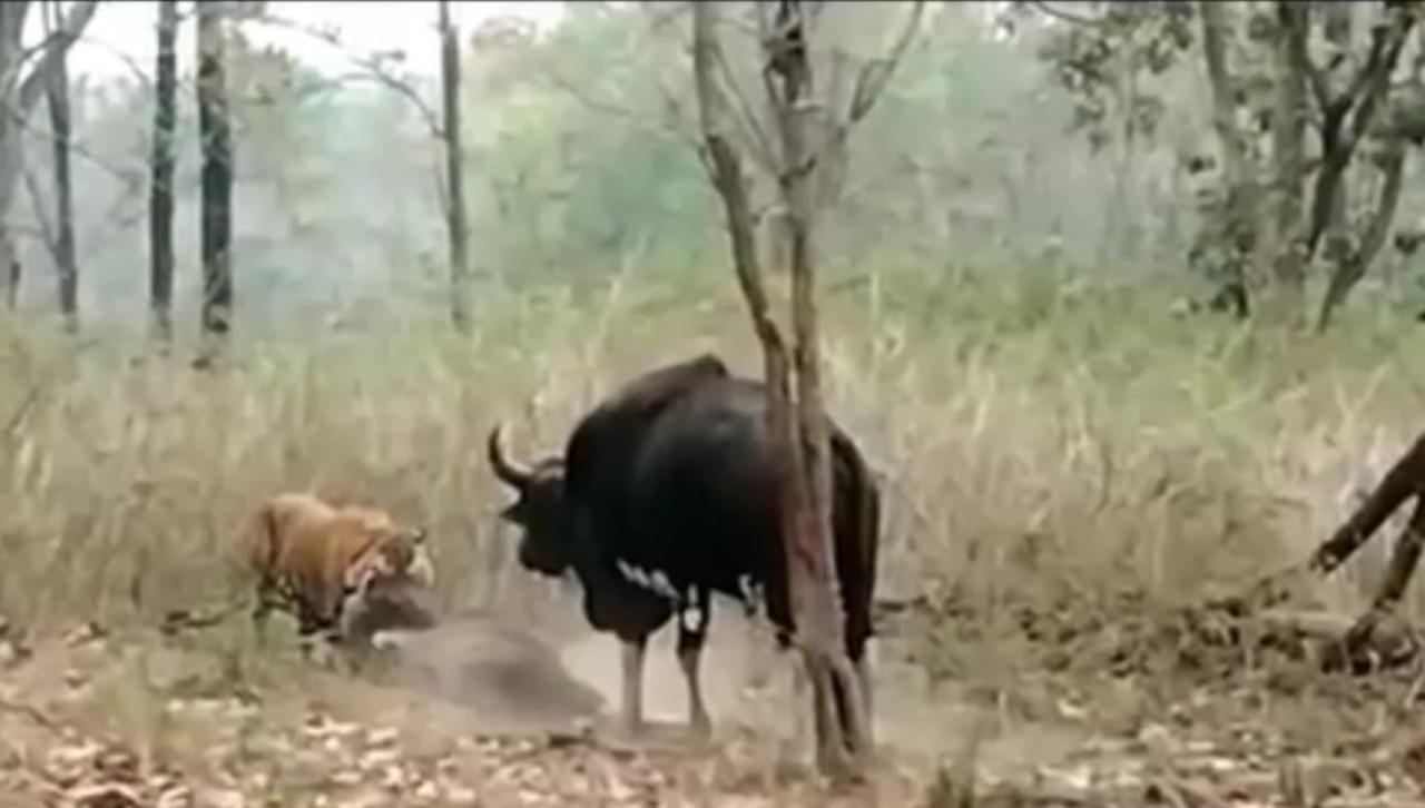 Tiger attack Bull Bison Tadoba #viralvideo #viralvideos
