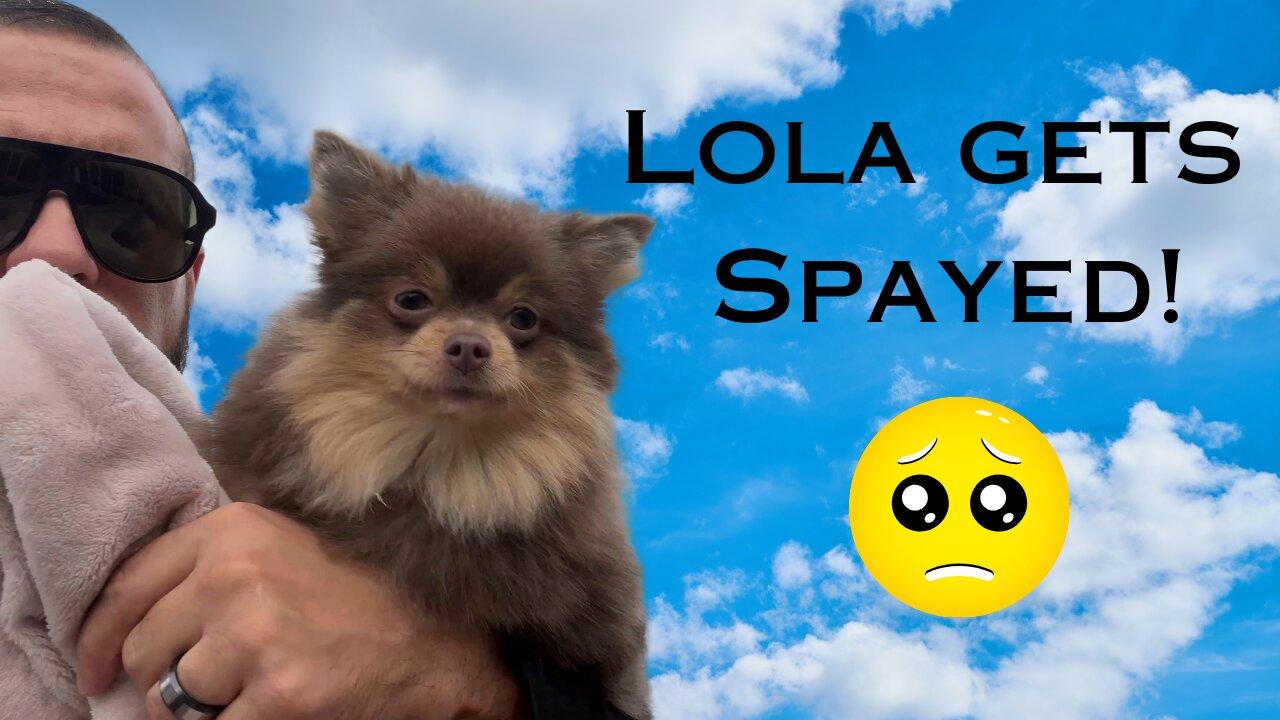 Lola Gets Spayed!