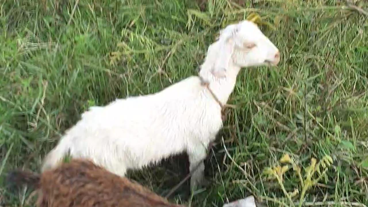 beautiful goat, love 5