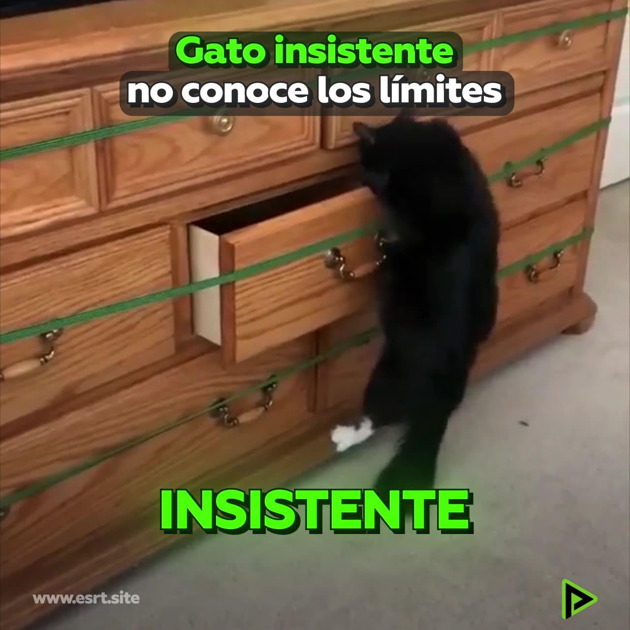 Gato insistente no conoce la frase “no puedo”