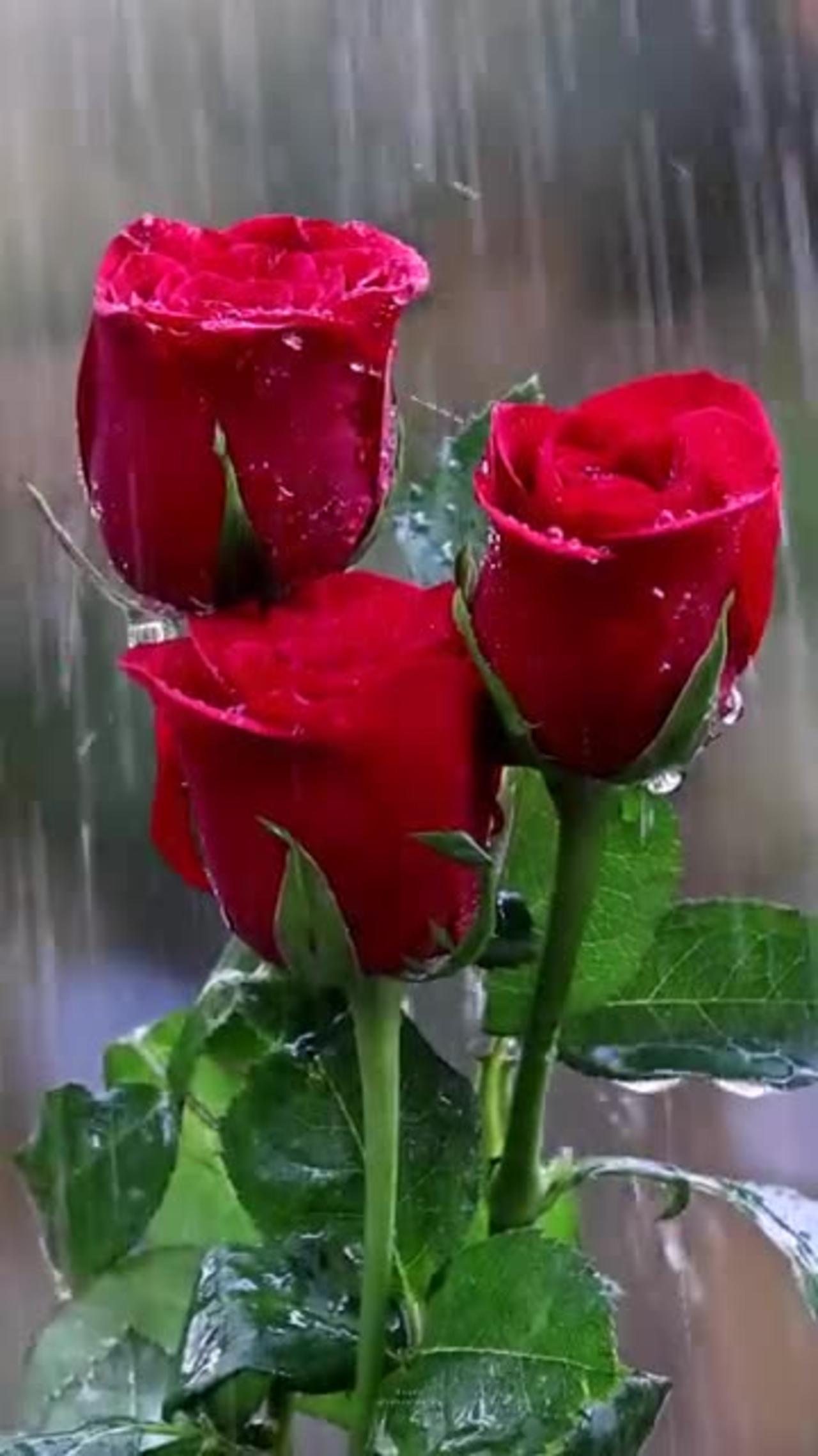 Rain on Beautiful Flower To See And Enjoy