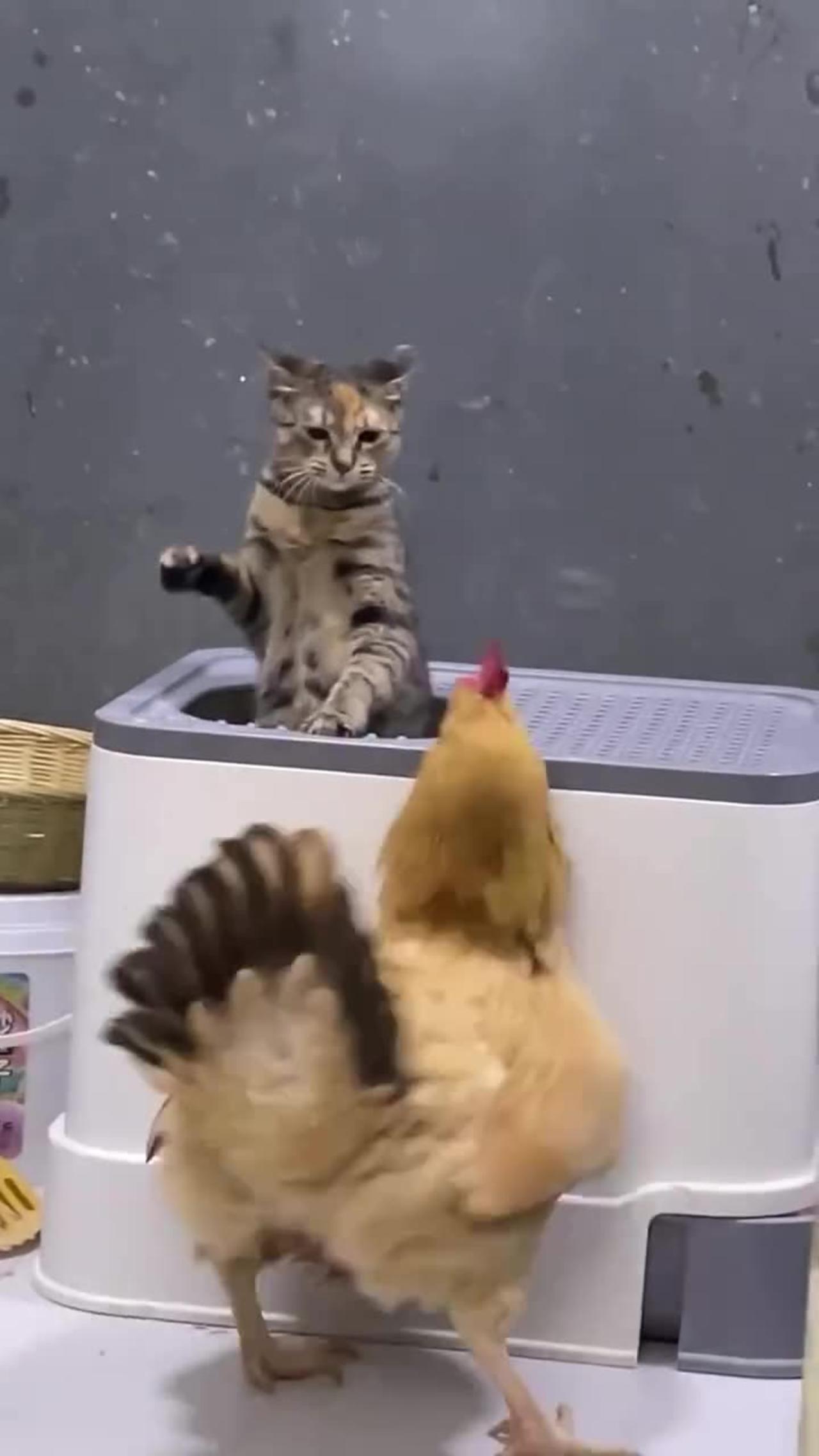 "Fierce Feathers Fly: The Epic Battle Between Cat and Hen"