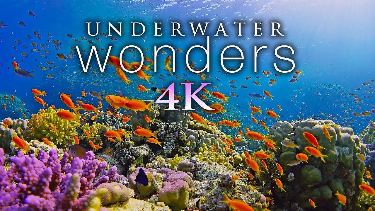 Underwater Relaxation Music : Beautiful Aquarium - One News Page VIDEO