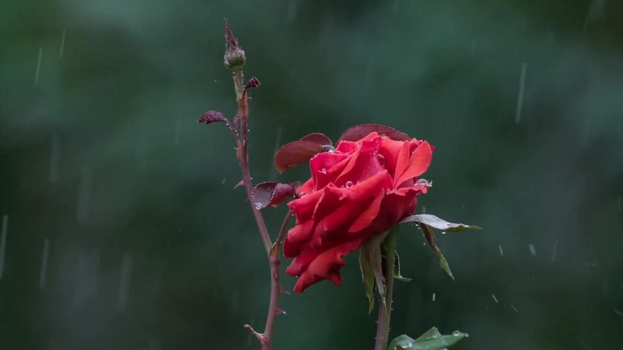 (No Sound) Rose in the Rain Digital Art TV/PC Screensaver Background