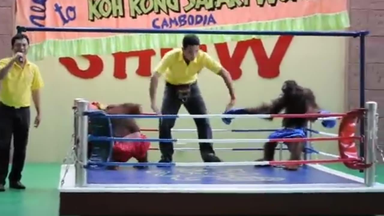 Orangutan Boxing - All New!!!