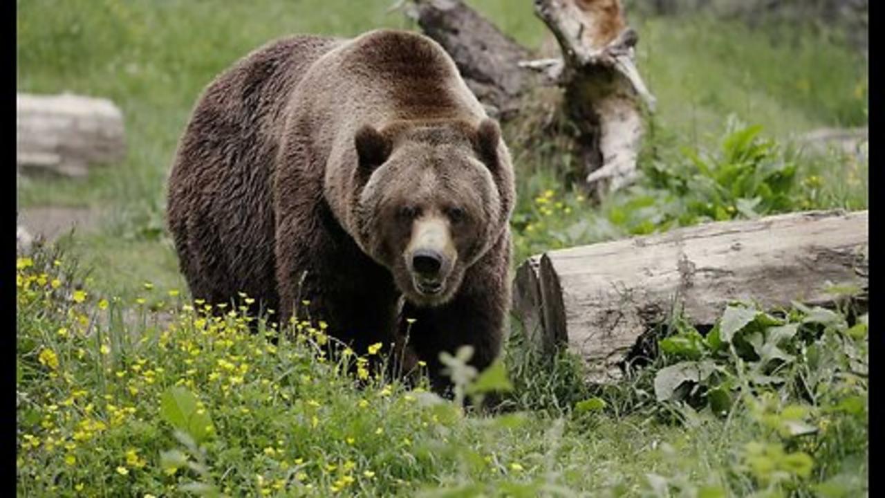Springtime in Alaska: Take Care and Beware of the Bears Up There