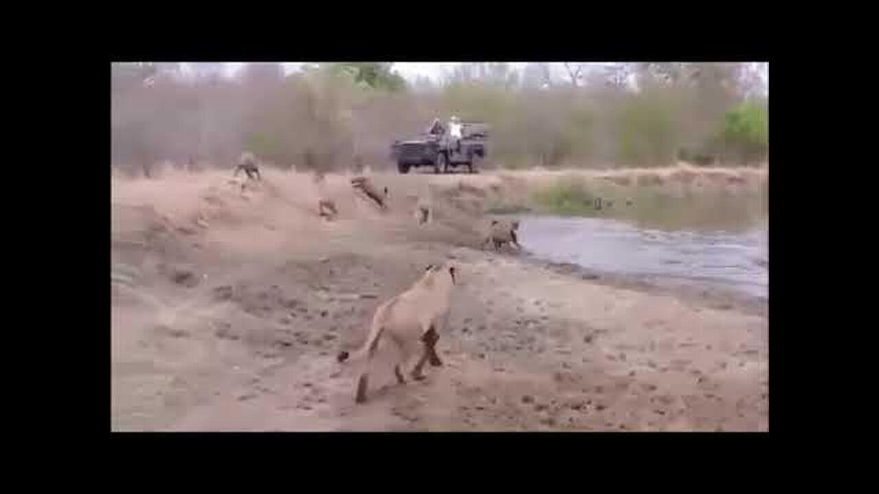 Wild animals Fights