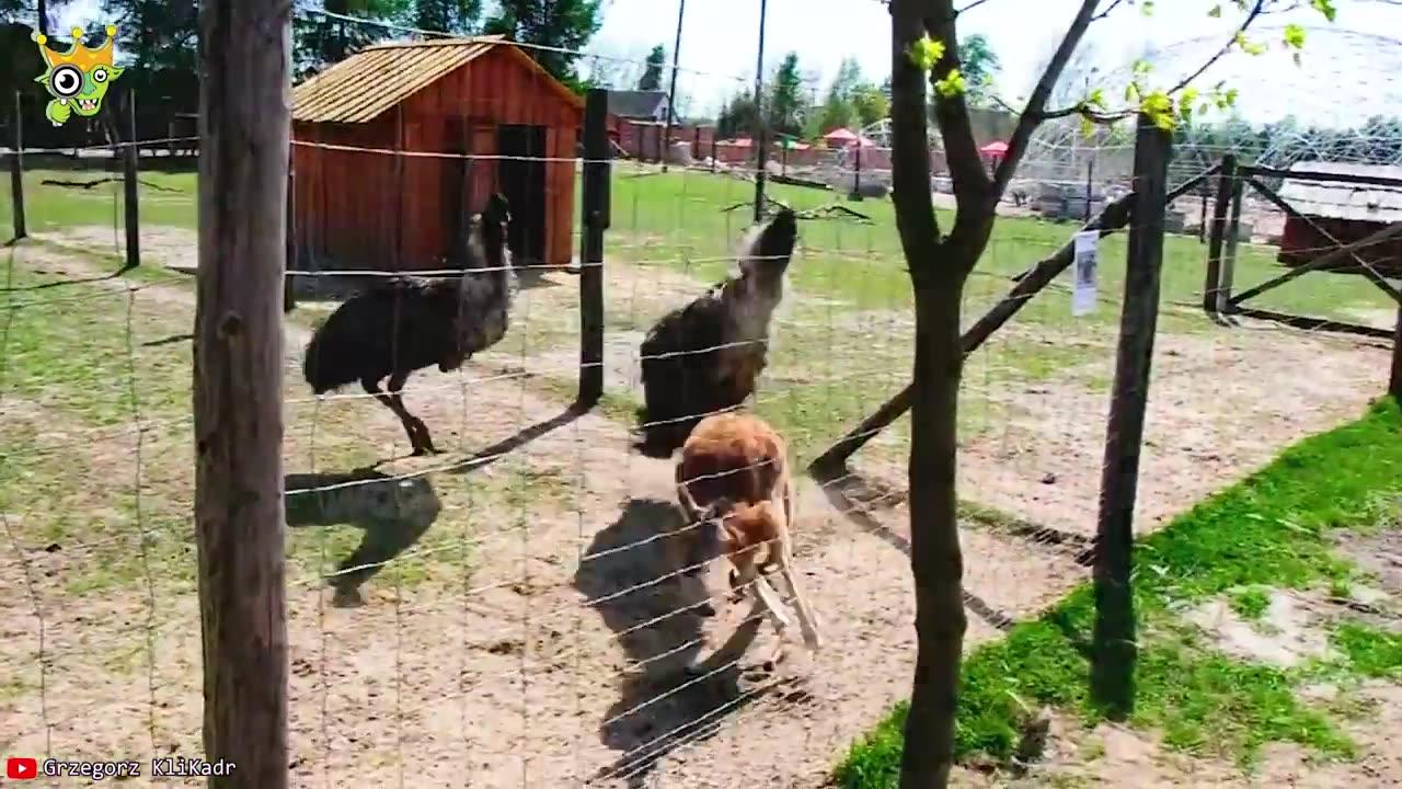 When animals go on a rampage and got caught on camera!