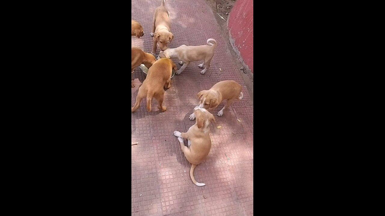 street dogs feeding