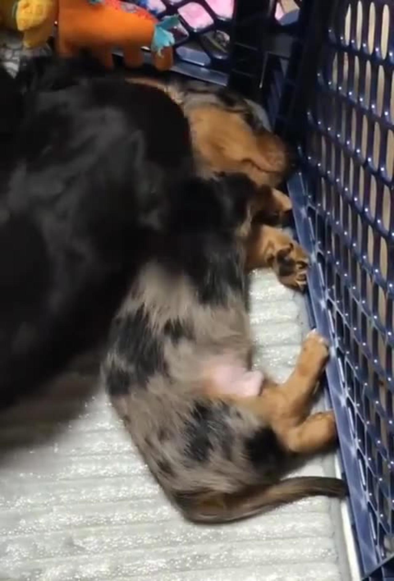 Puppy hugs his little brother who's having a nightmare