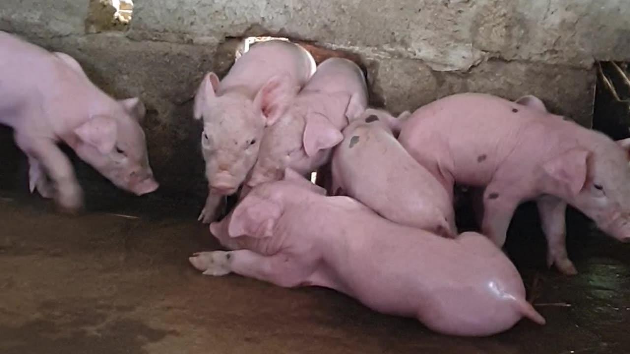 12 #pig #pigs #piggy #pigsofinstagram #piglet #minipig #piggies #oink #petpig