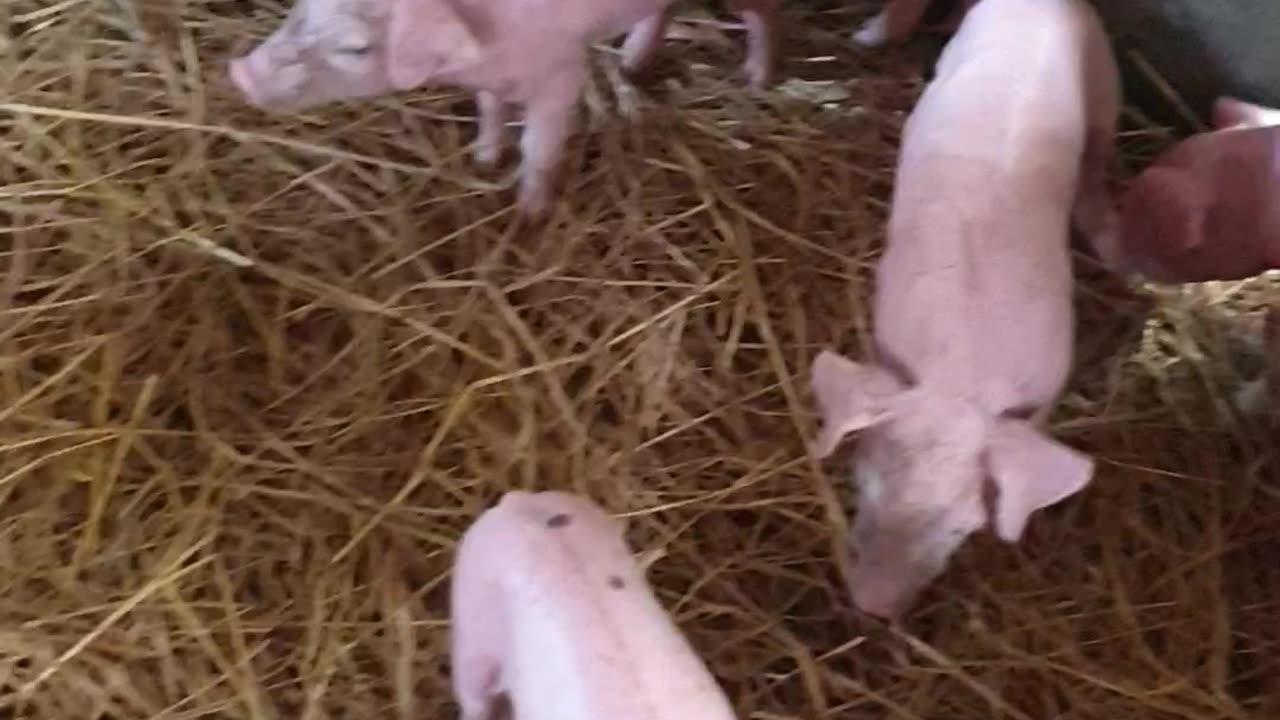 12 baby pigs just was born, beautiful