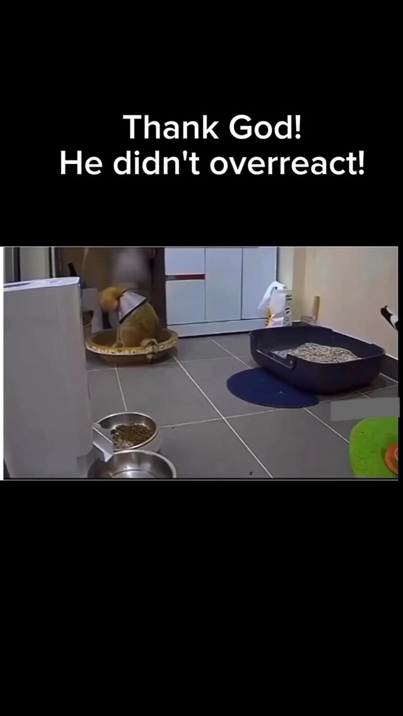 Overreacting by cat!