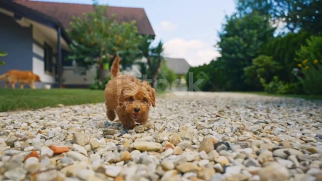 from iStock SLO MO Adorable Toy Poodle Explores Pebble and Grass Yard in Sunny Summer stock video...