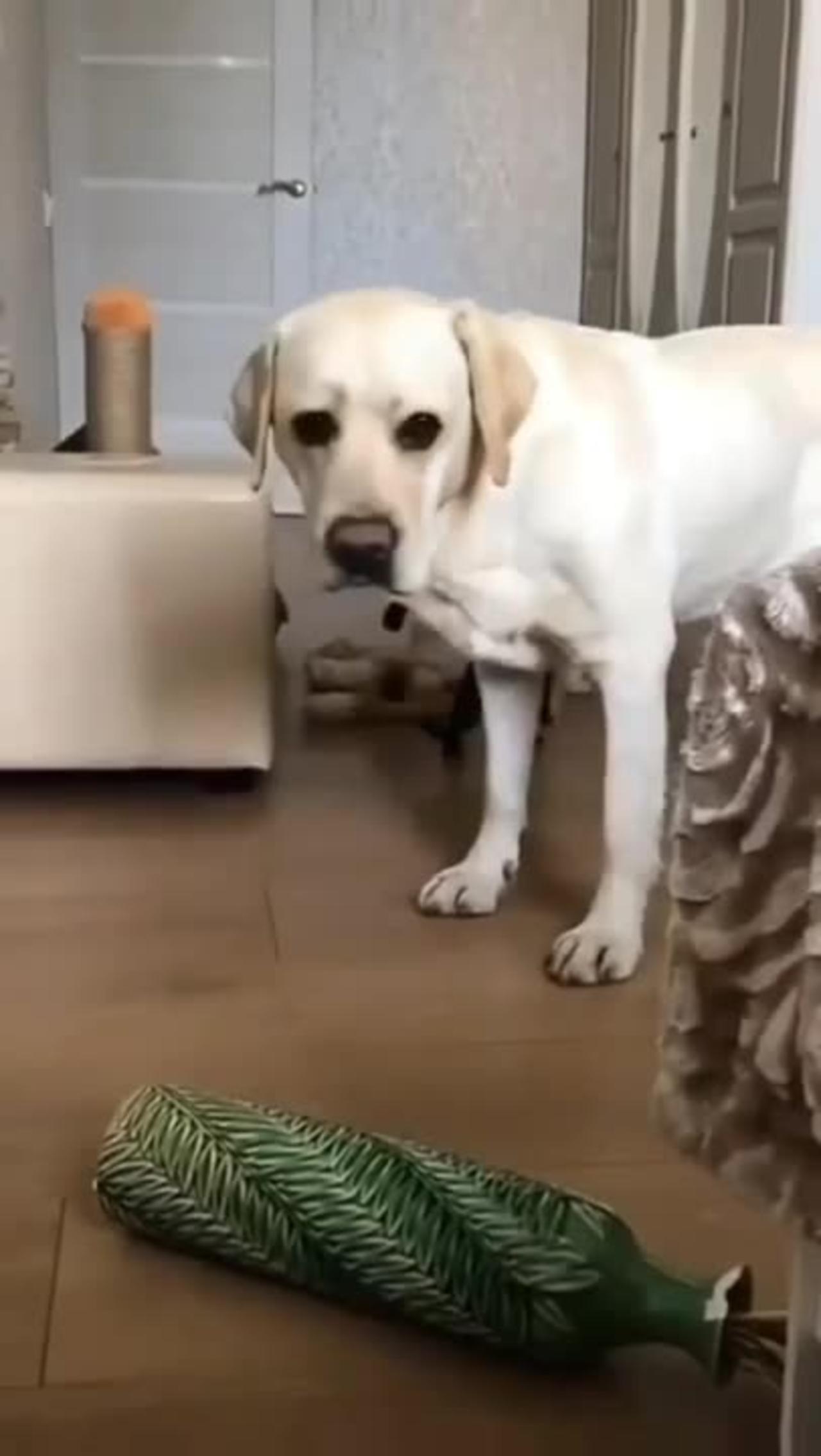 Funny Dogs Moment